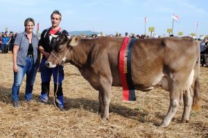 6schneuter original braunvieh hakon hulda tobias klin bennau